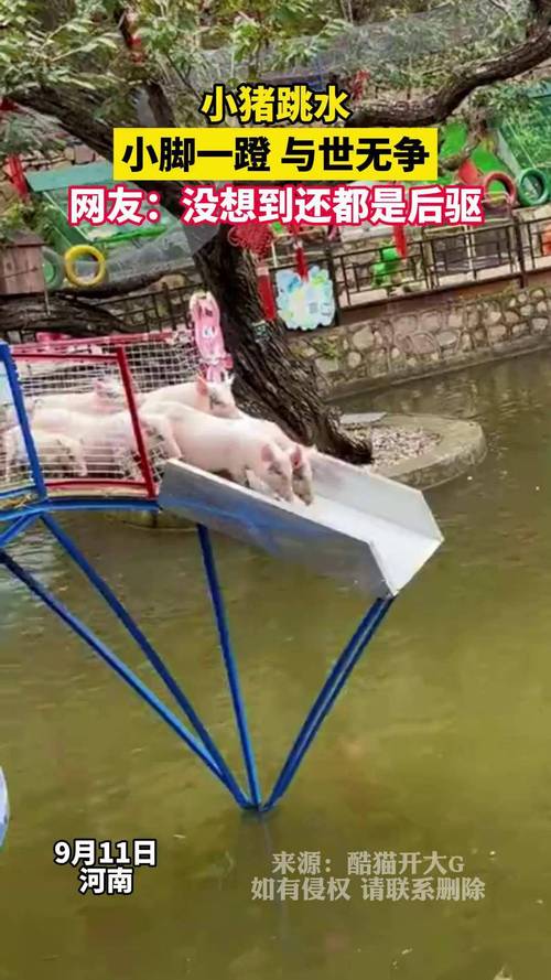 小猪跳水表演已暂停,小猪跳水视频表演